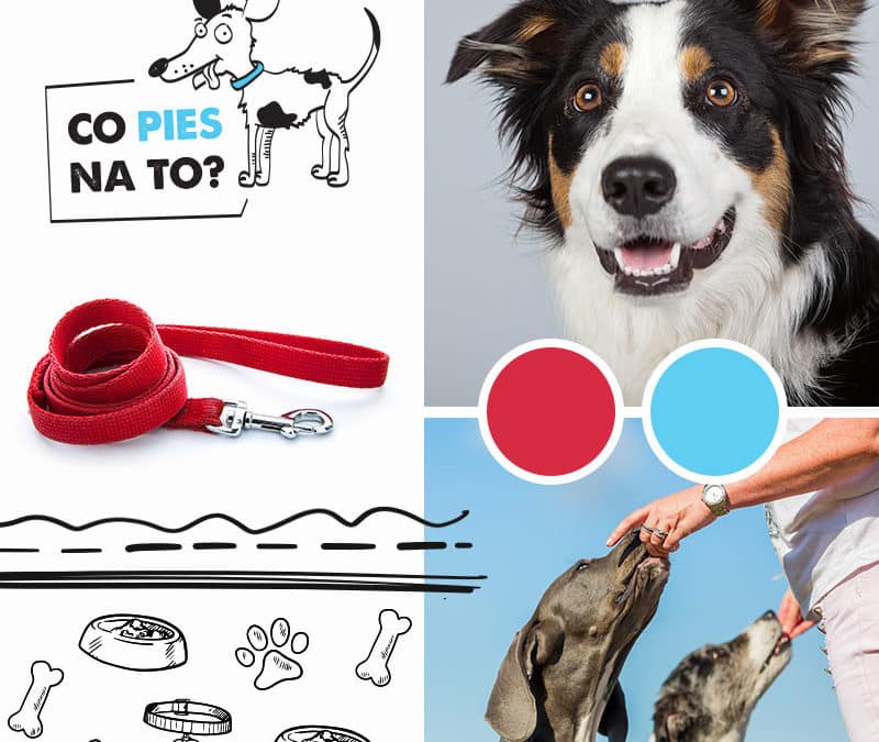 case study: Co pies na to?